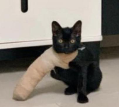 猫咪好奇心爆棚，哈士奇把前爪打伤，哈士奇直接爆发了(图1)