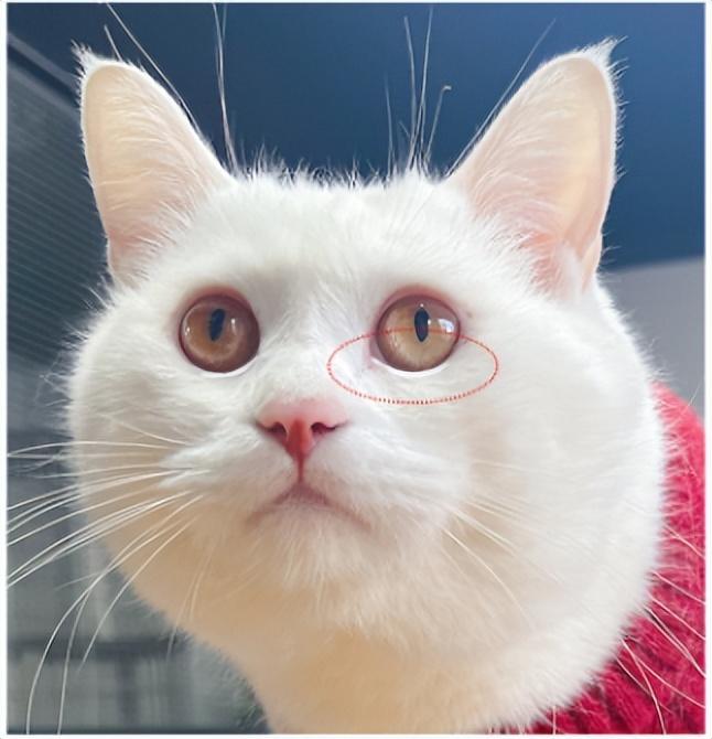眼屎多是正常的吗？猫咪眼神正常是什么颜色？(图3)