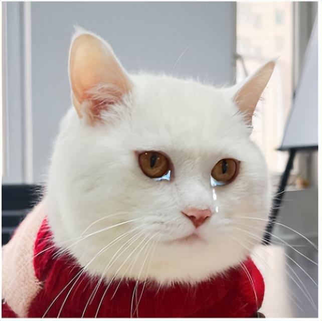 眼屎多是正常的吗？猫咪眼神正常是什么颜色？(图4)