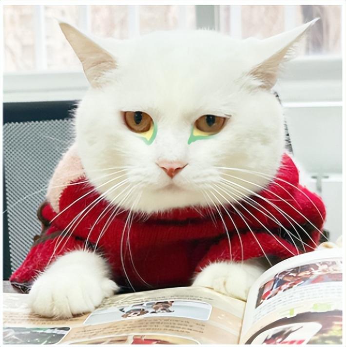 眼屎多是正常的吗？猫咪眼神正常是什么颜色？(图6)