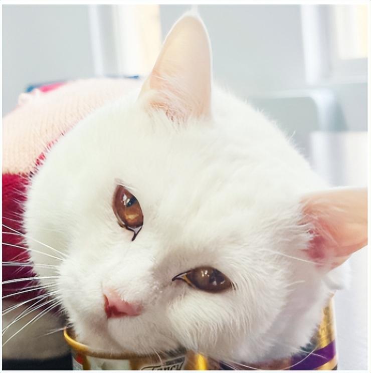 眼屎多是正常的吗？猫咪眼神正常是什么颜色？(图5)