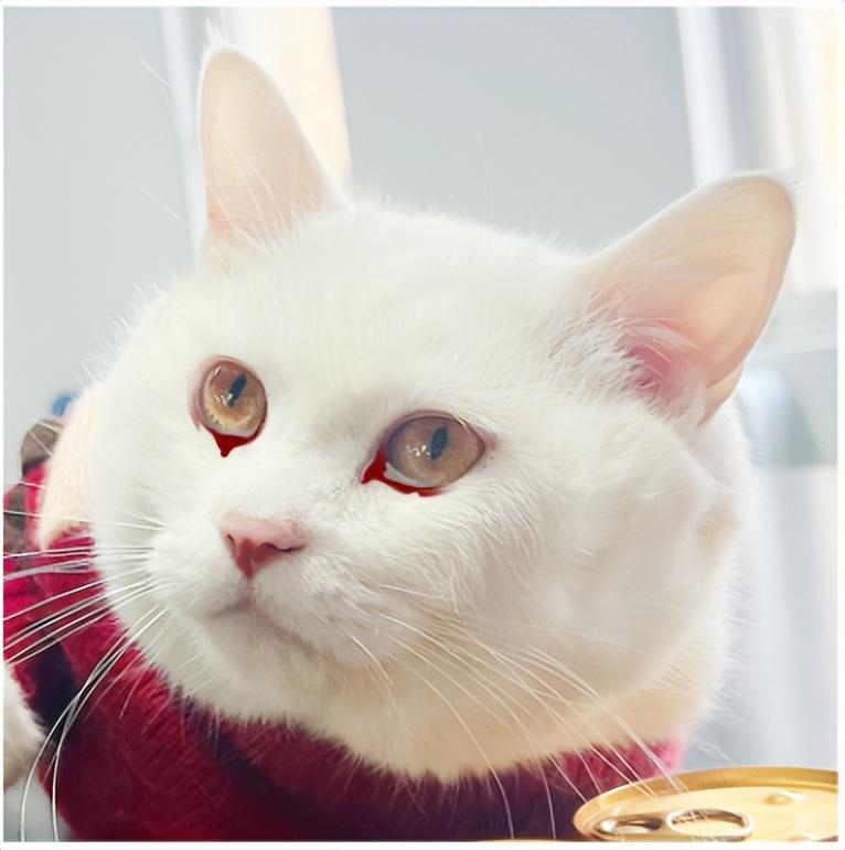 眼屎多是正常的吗？猫咪眼神正常是什么颜色？(图7)