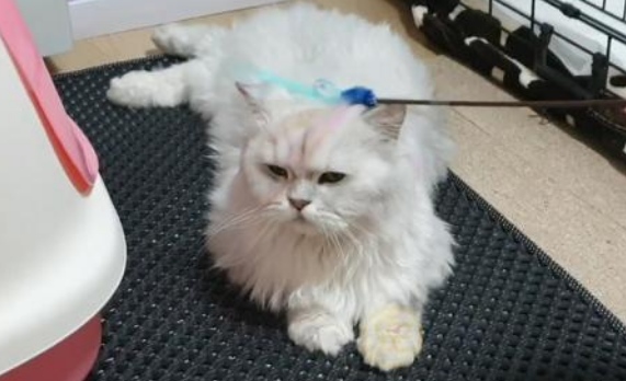 见人就撒娇的流浪猫，竟是名贵品种猫，为了食物它努力讨好路人(图1)