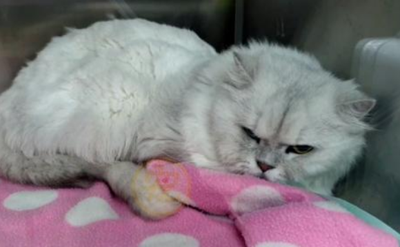 见人就撒娇的流浪猫，竟是名贵品种猫，为了食物它努力讨好路人(图2)