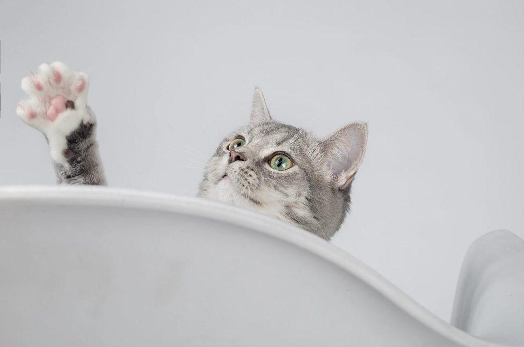 美短猫价格的多少？美短猫的饲养方法介绍(图1)