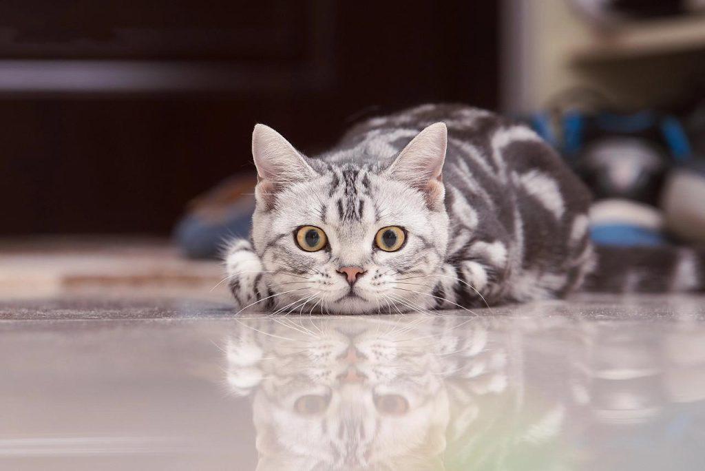 美短猫价格的多少？美短猫的饲养方法介绍(图2)