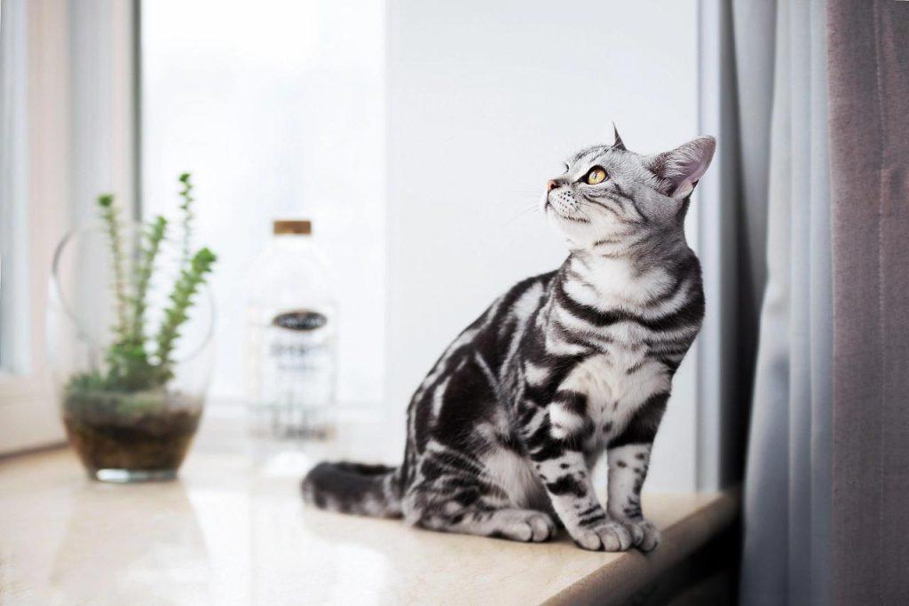 美短猫价格的多少？美短猫的饲养方法介绍(图3)