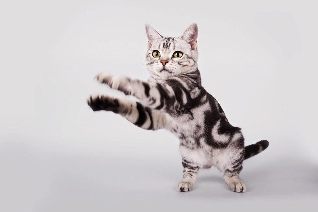 美短猫价格的多少？美短猫的饲养方法介绍(图4)