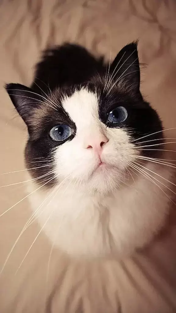 维生素b对猫咪有什么作用？猫咪如何补充维生素b？(图1)