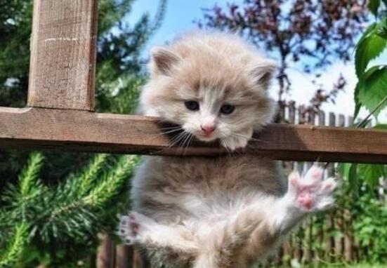 这几种“中国式养猫”，正在伤害猫咪，而宠主却在沾沾自喜(图1)