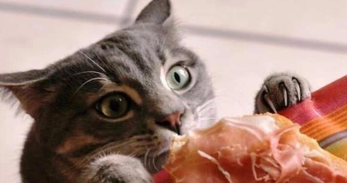 这几种“中国式养猫”，正在伤害猫咪，而宠主却在沾沾自喜(图3)