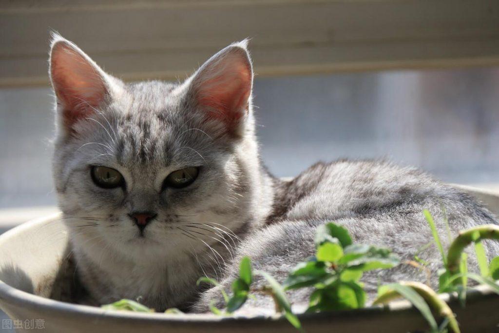 猫咪怎么补充微量元素？从食物冲种补充或者实用维生素(图1)