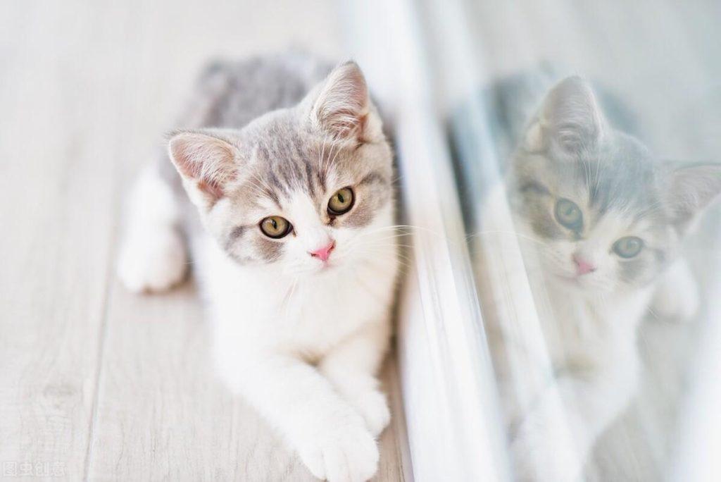 猫咪怎么补充微量元素？从食物冲种补充或者实用维生素(图3)