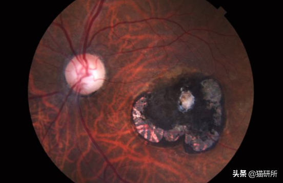 关于弓形虫：猫咪有弓形虫疫苗吗？(图7)