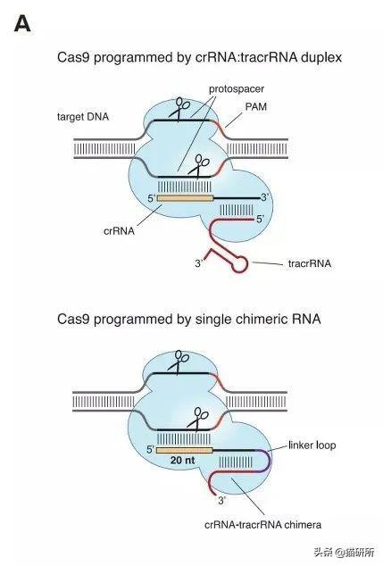 关于弓形虫：猫咪有弓形虫疫苗吗？(图3)