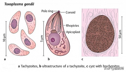 关于弓形虫：猫咪有弓形虫疫苗吗？(图6)