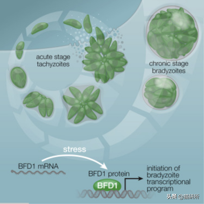 关于弓形虫：猫咪有弓形虫疫苗吗？(图8)