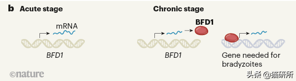 关于弓形虫：猫咪有弓形虫疫苗吗？(图9)