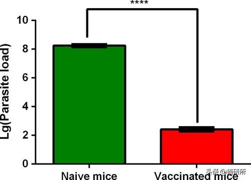 关于弓形虫：猫咪有弓形虫疫苗吗？(图11)