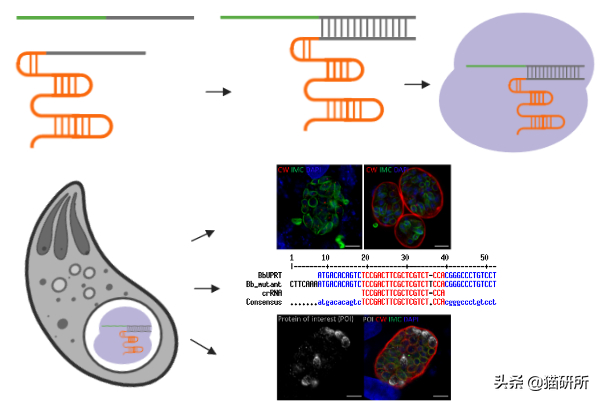 关于弓形虫：猫咪有弓形虫疫苗吗？(图12)