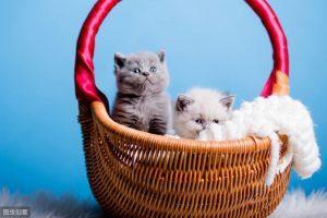 幼猫生长周期对照表——幼猫的健康标准及喂养准则(图4)