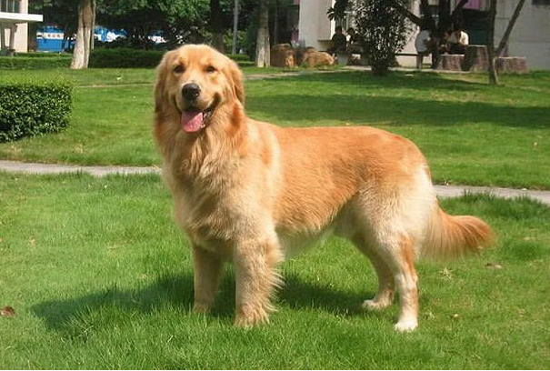 养金毛前,这几件事你要知道,以免你后悔(养金毛狗狗的注意事项)(图1)