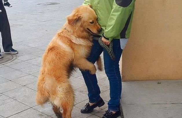 养金毛前,这几件事你要知道,以免你后悔(养金毛狗狗的注意事项)(图4)