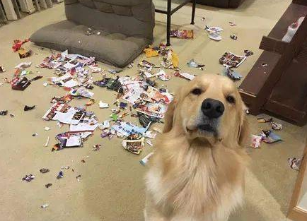 养金毛前,这几件事你要知道,以免你后悔(养金毛狗狗的注意事项)(图2)