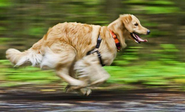 养金毛前,这几件事你要知道,以免你后悔(养金毛狗狗的注意事项)(图3)