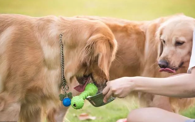 养金毛前,这几件事你要知道,以免你后悔(养金毛狗狗的注意事项)(图5)
