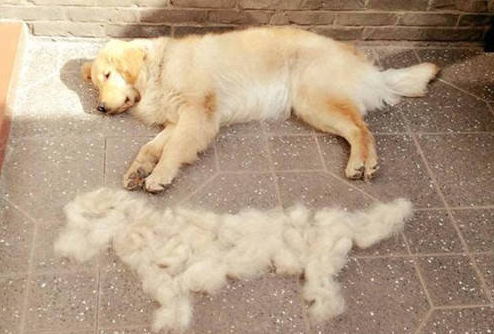 养金毛前，这几件事你要知道，以免你后悔（养金毛狗狗的注意事项）(图6)