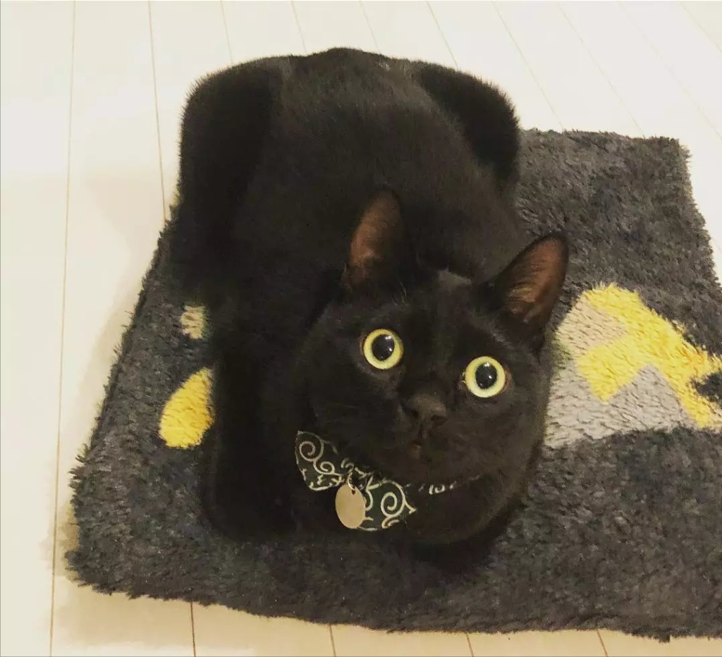 你真的了解孟买猫？孟买猫的价格贵吗？(图2)