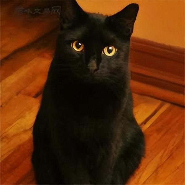 你真的了解孟买猫？孟买猫的价格贵吗？(图3)