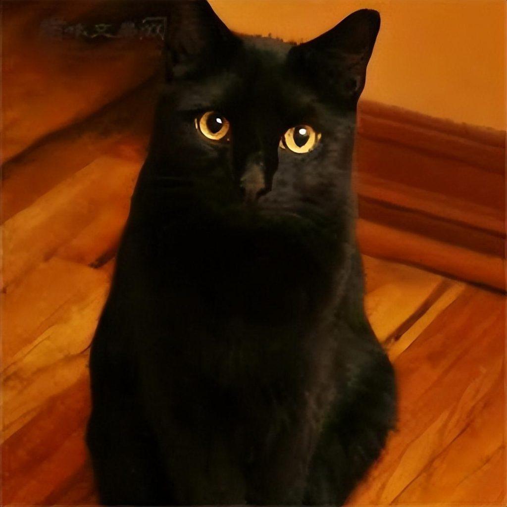 你真的了解孟买猫？孟买猫的价格贵吗？(图4)