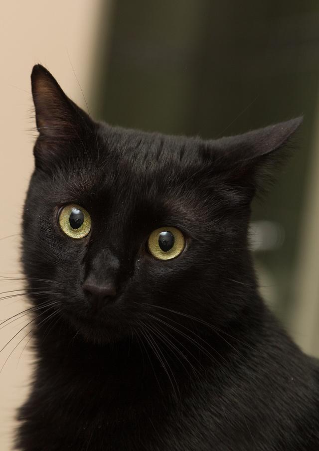 你真的了解孟买猫？孟买猫的价格贵吗？(图5)