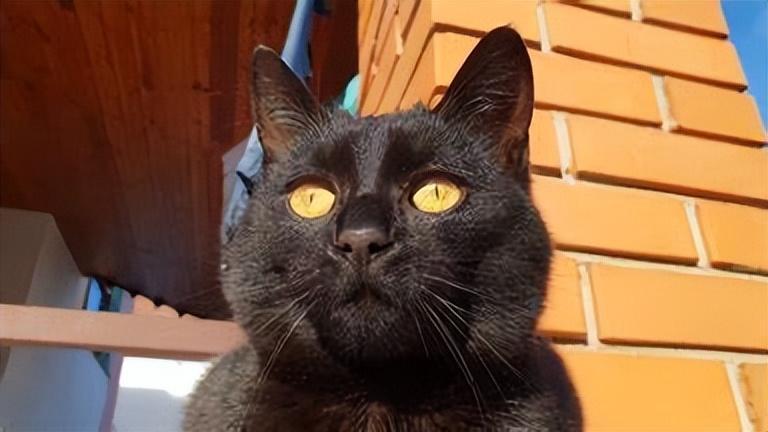 你真的了解孟买猫？孟买猫的价格贵吗？(图6)