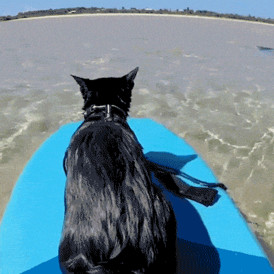 你真的了解孟买猫？孟买猫的价格贵吗？(图7)