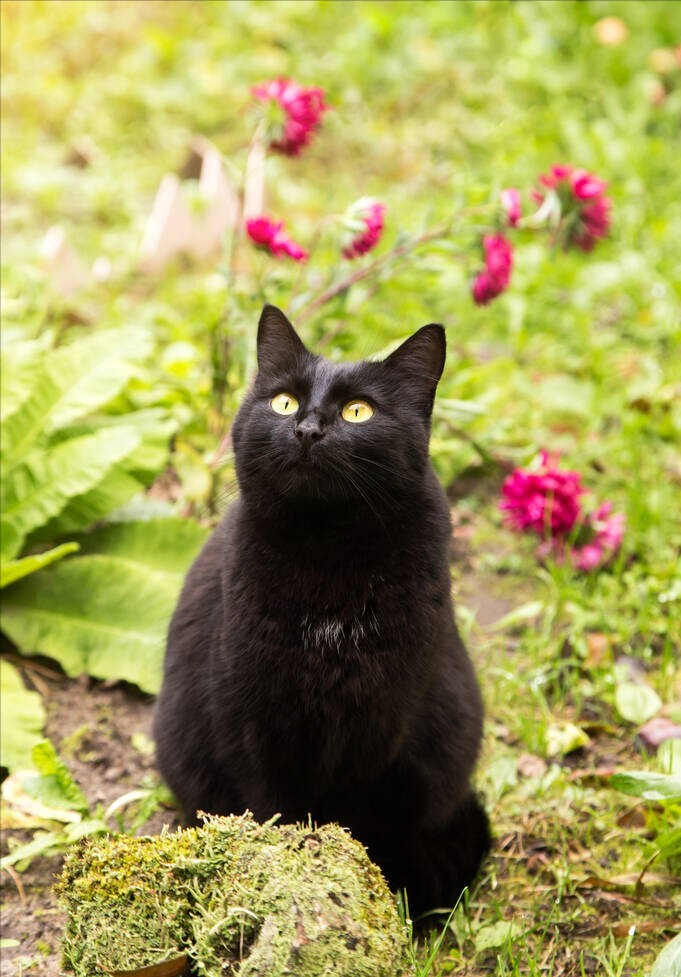 你真的了解孟买猫？孟买猫的价格贵吗？(图8)