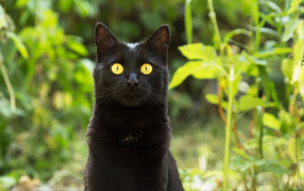 你真的了解孟买猫?孟买猫的价格贵吗?(图9)