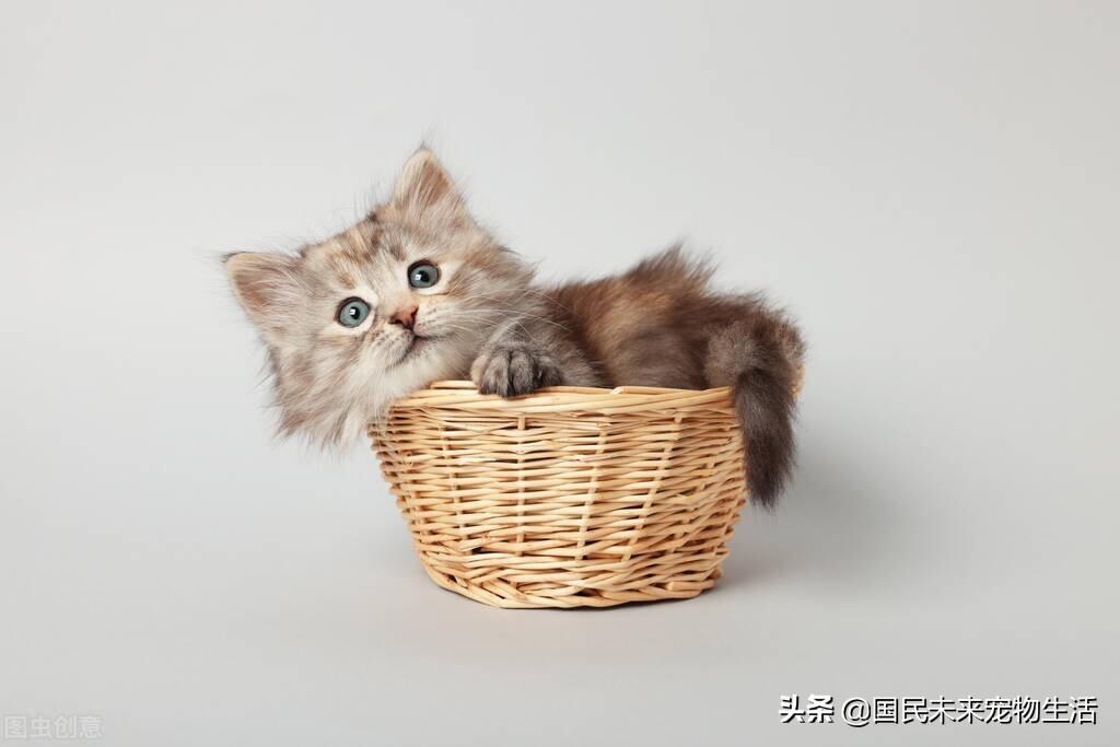 刚出生的小猫要如何照顾？人工喂养能养活吗？(图1)