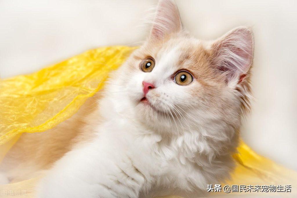 刚出生的小猫要如何照顾？人工喂养能养活吗？(图5)