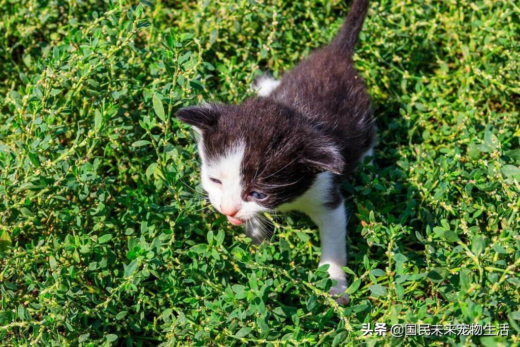 刚出生的小猫要如何照顾？人工喂养能养活吗？(图2)