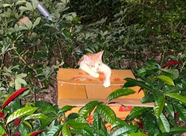 可怜猫妈在路边叫“救命”，善良小哥赶紧跟它走，猫：救救我孩子(图1)