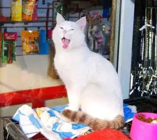 流浪猫见人就“拜拜”，店老板收养它招揽生意，好萌一只招财猫(图1)