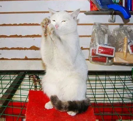 流浪猫见人就“拜拜”，店老板收养它招揽生意，好萌一只招财猫(图2)