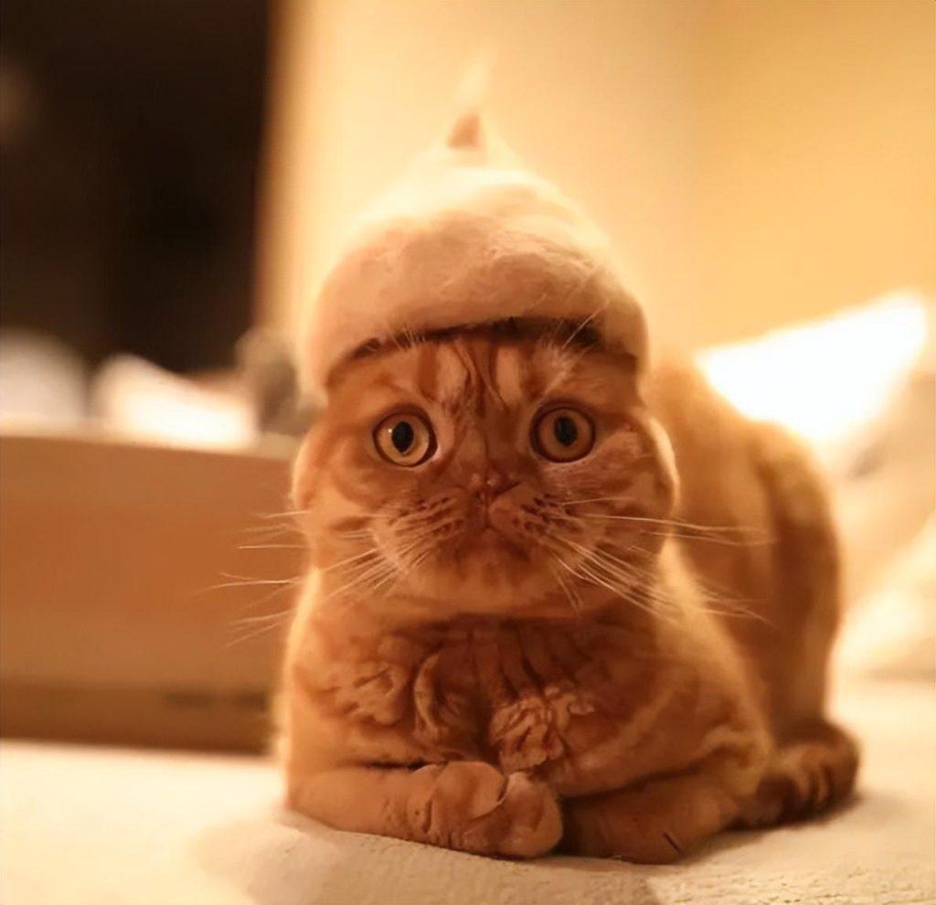 一猫两人三餐四季？养猫没那么简单(图2)