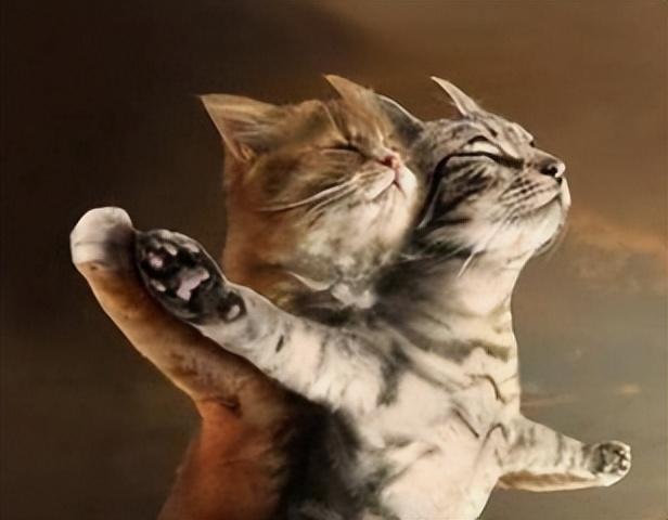 一猫两人三餐四季？养猫没那么简单(图3)