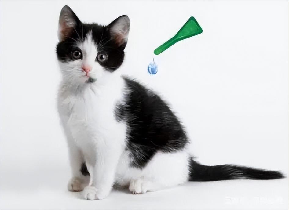 一猫两人三餐四季？养猫没那么简单(图4)