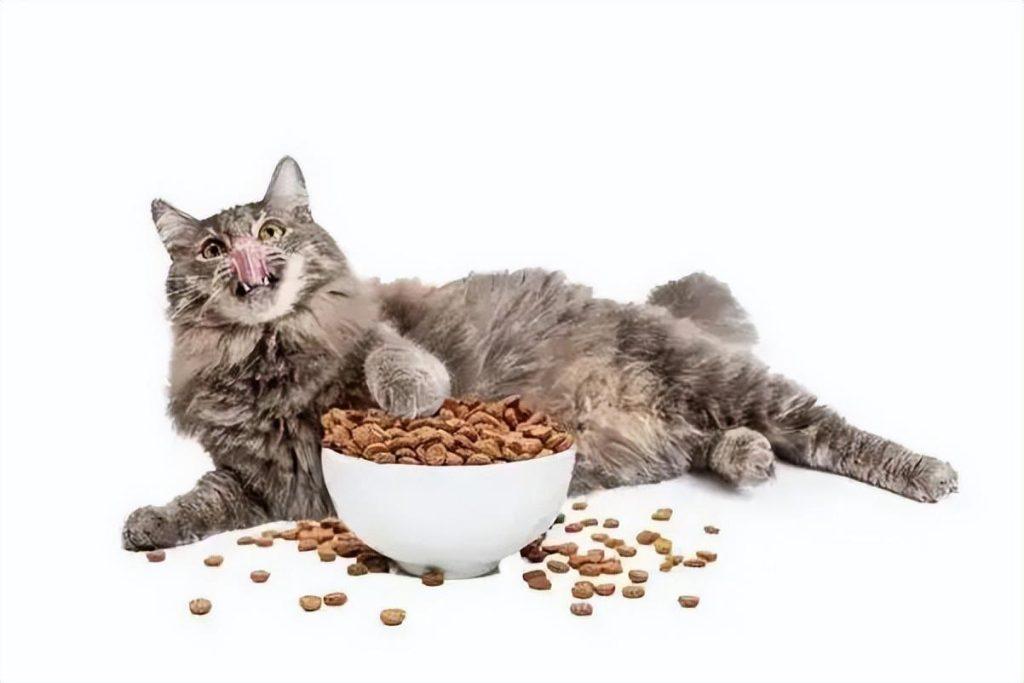 一猫两人三餐四季？养猫没那么简单(图5)