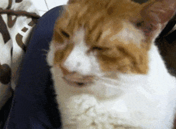 一猫两人三餐四季？养猫没那么简单(图7)